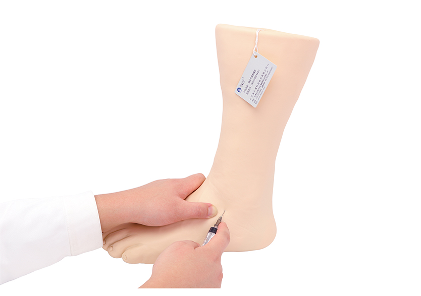 踝關節(jié)穿刺模型